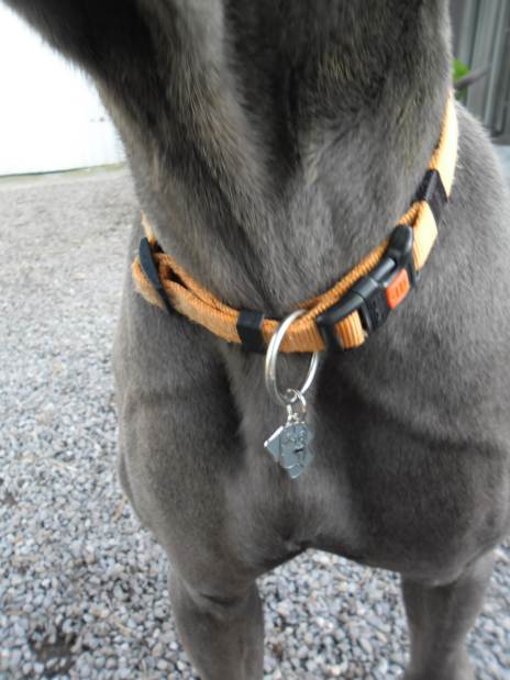 great dane fillou.jpg